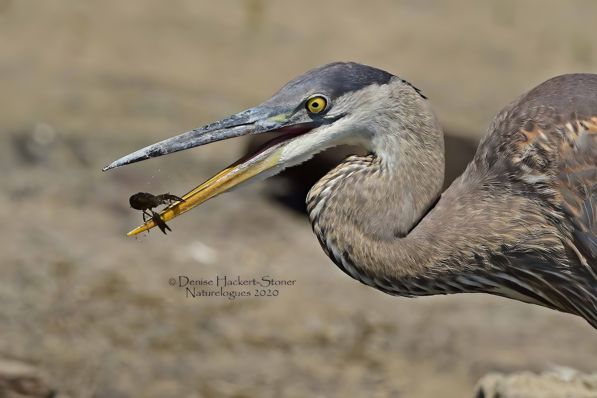 Great Blue Heron - ML263922931