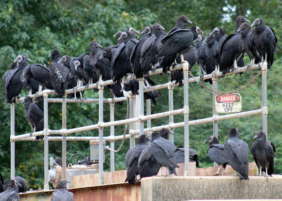 Black Vulture - ML263924251