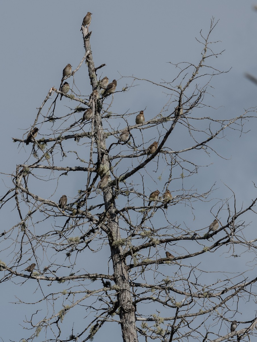 Cedar Waxwing - thomas berriman