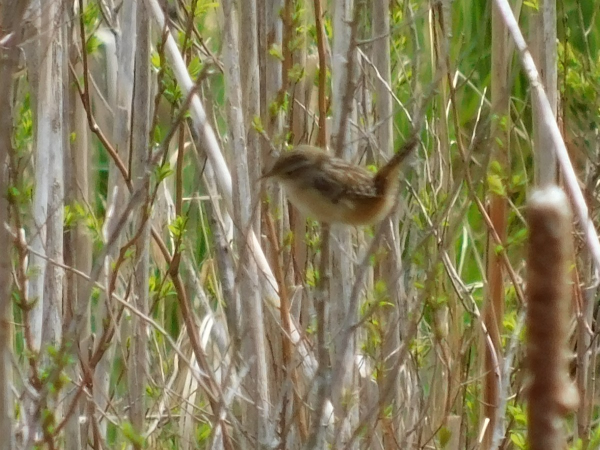 Sedge Wren - ML263926581