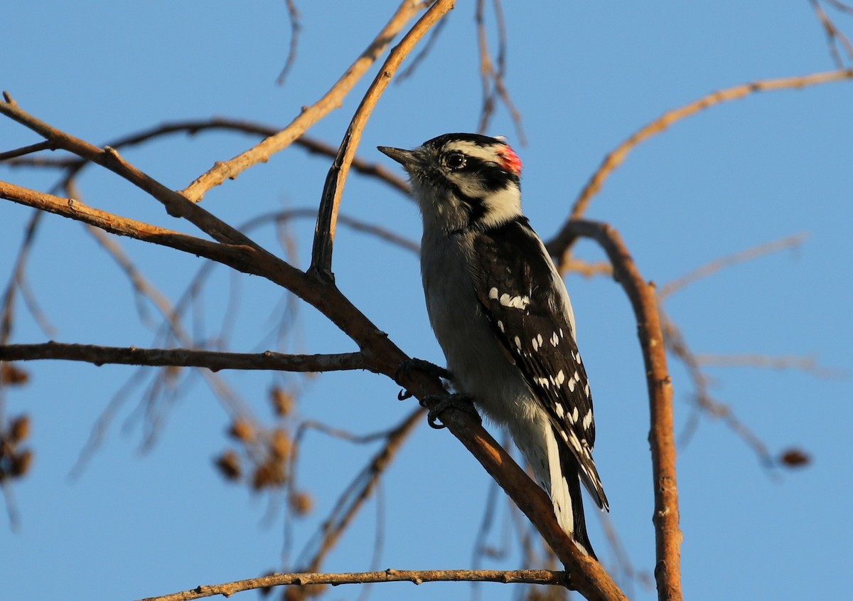 Downy Woodpecker - ML263929831