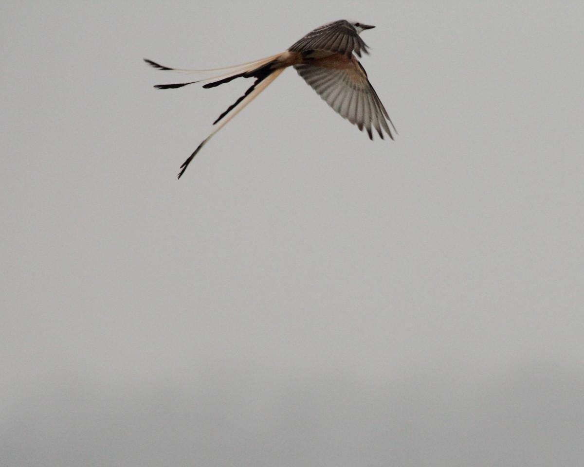 Scissor-tailed Flycatcher - ML26393101