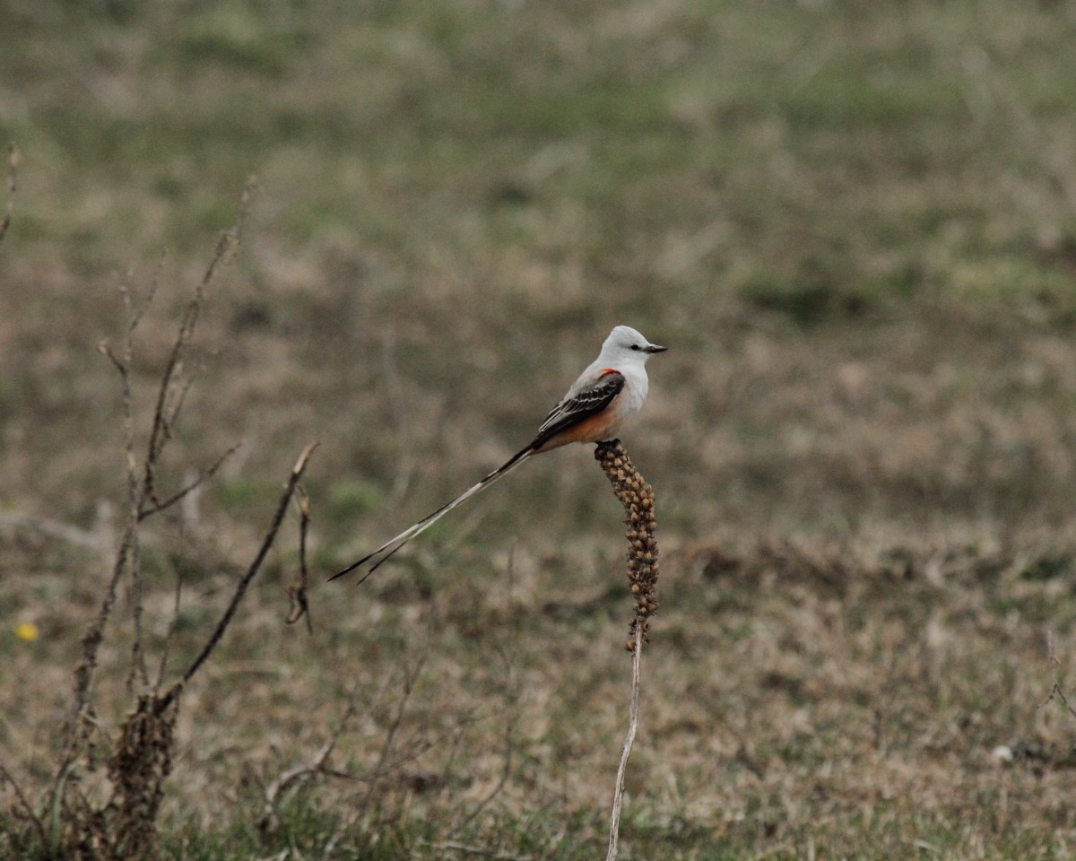 Scissor-tailed Flycatcher - ML26393111