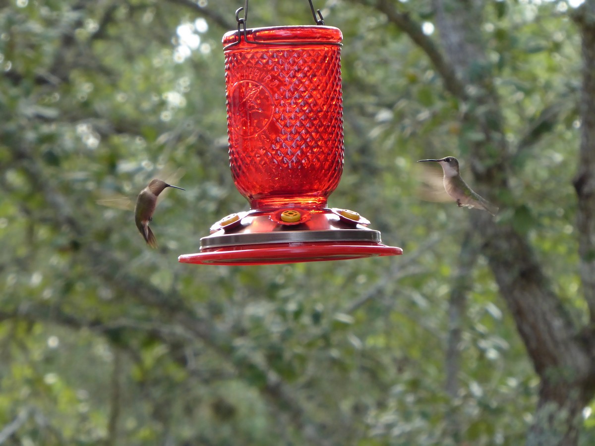 Ruby-throated Hummingbird - ML263931141