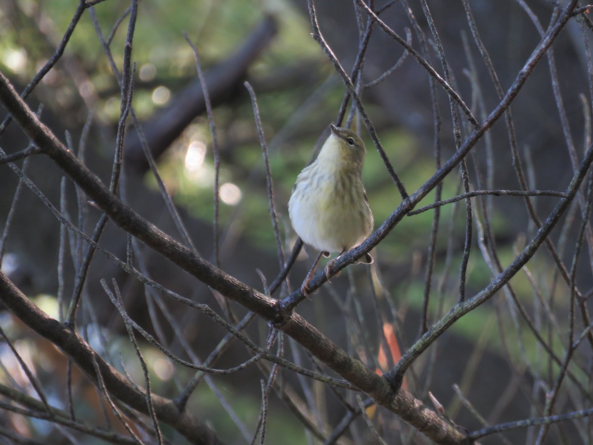 Blackpoll Warbler - ML263931181