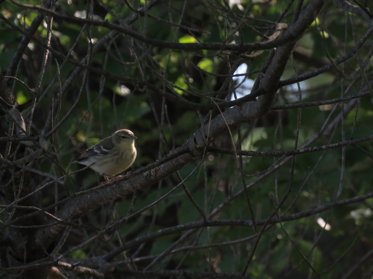 Blackpoll Warbler - ML263931191