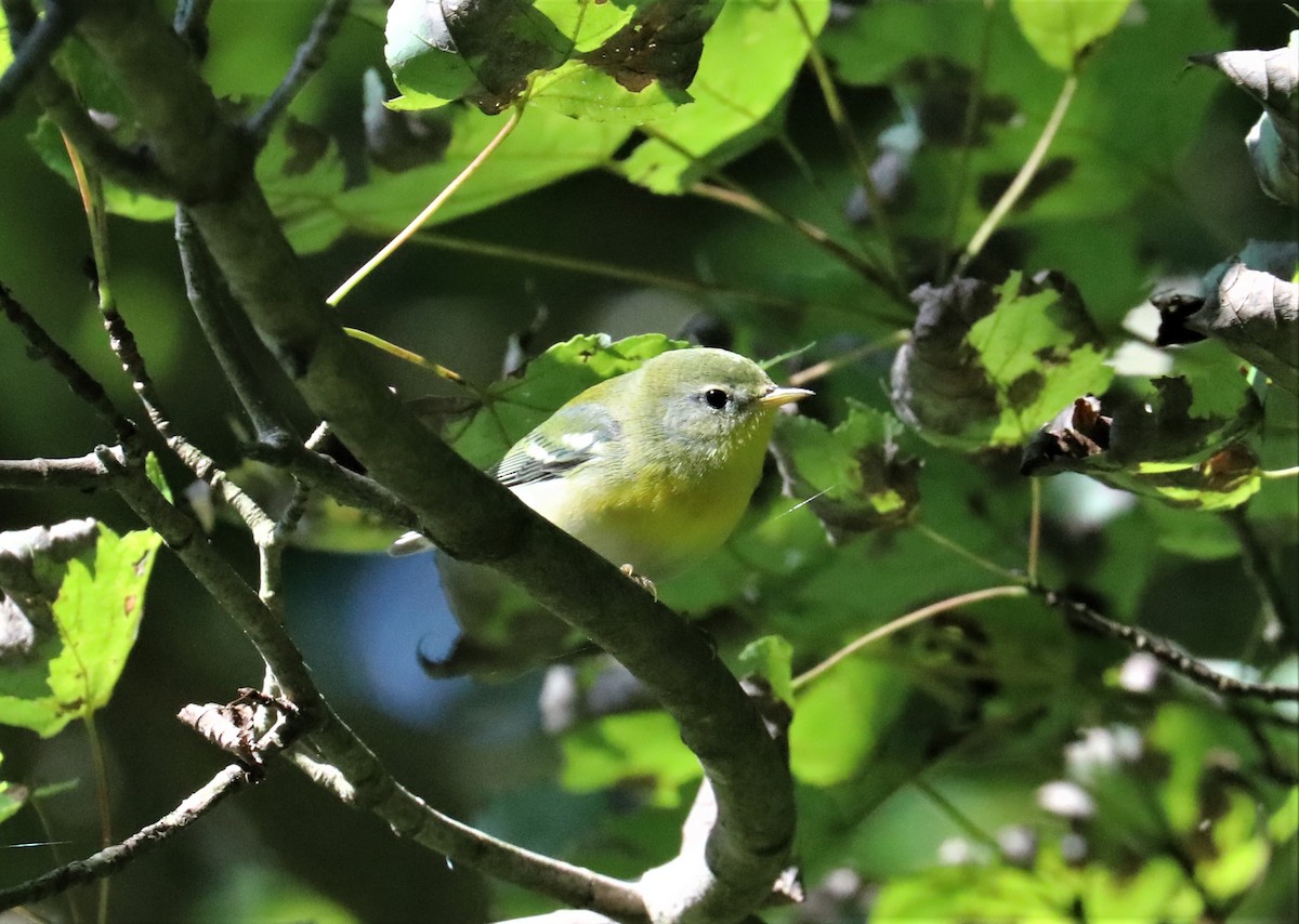 Northern Parula - Ronald Majors