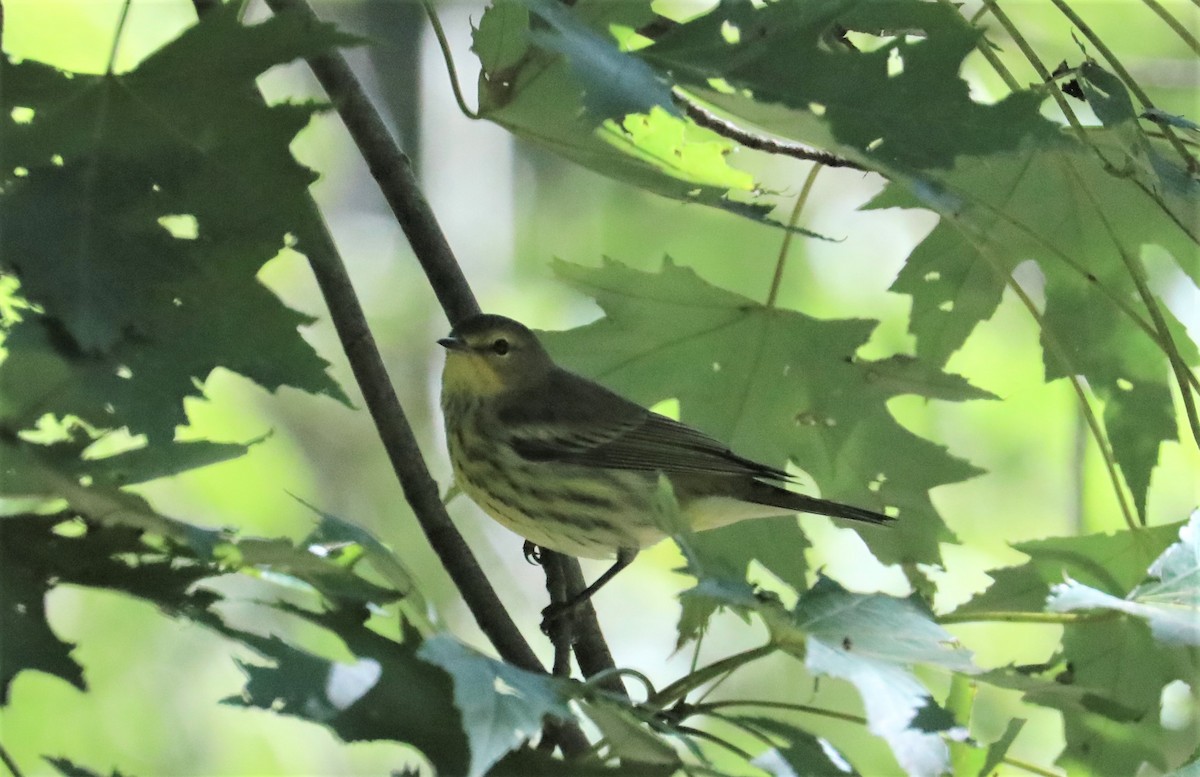 Cape May Warbler - ML263931971