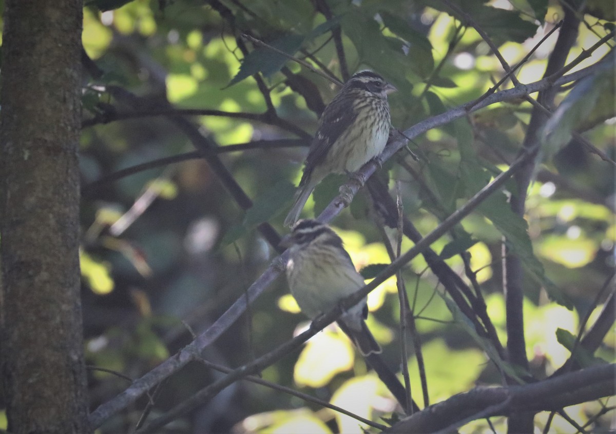 Rose-breasted Grosbeak - Ronald Majors