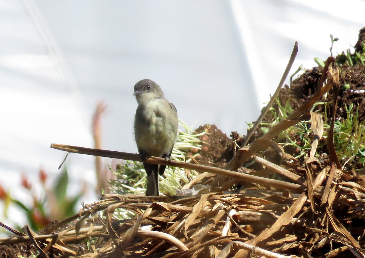 Eastern Phoebe - ML263932371