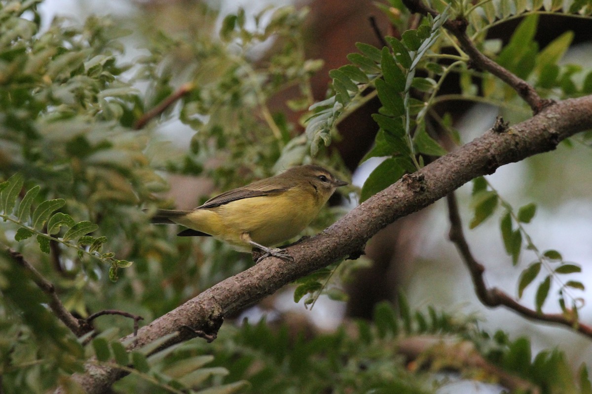 Philadelphia Vireo - ML263932591