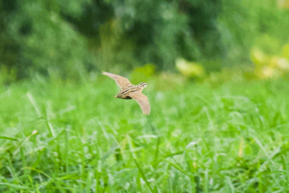 Rain Quail - ML263933591