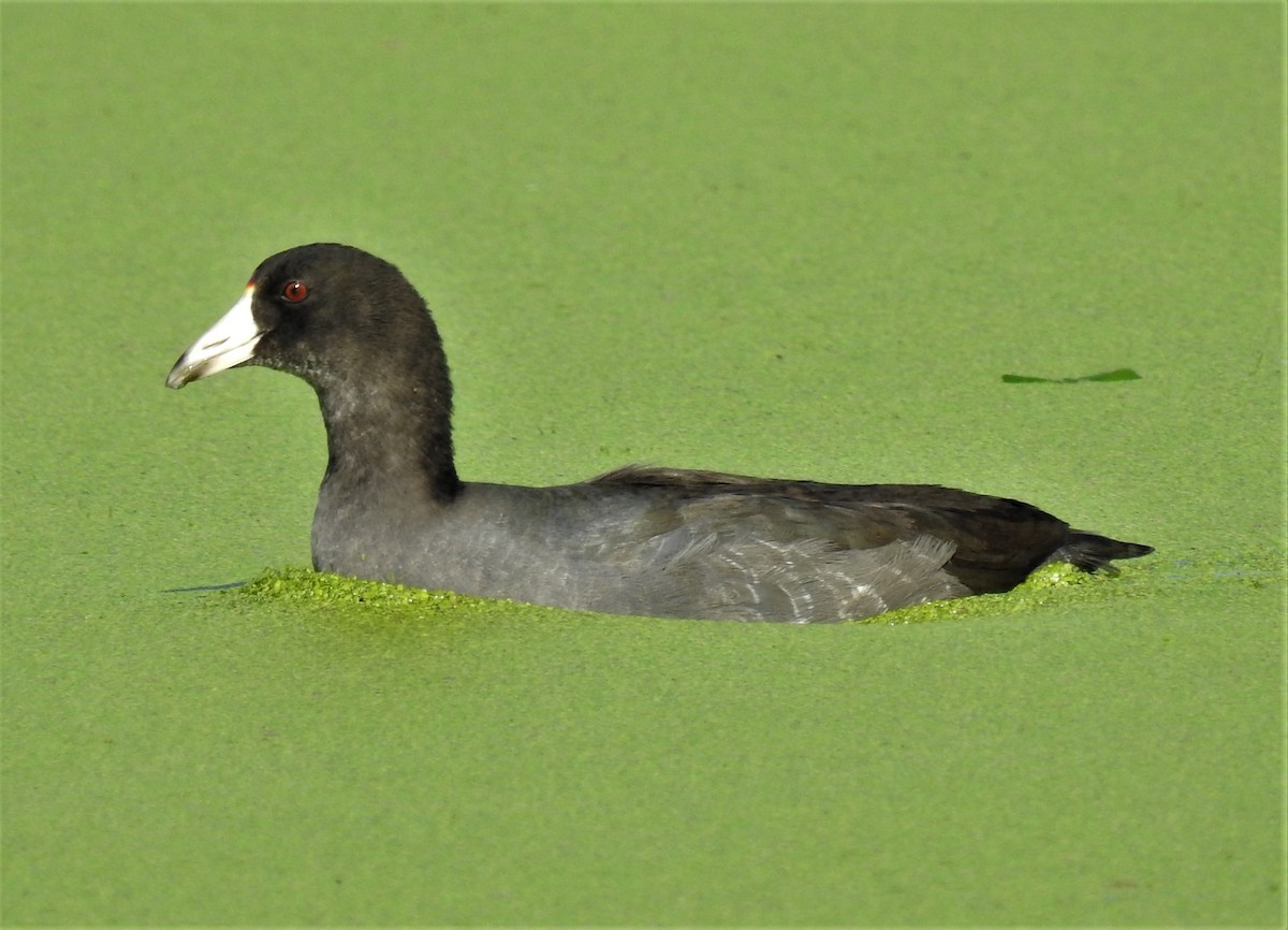 American Coot - ML263933901