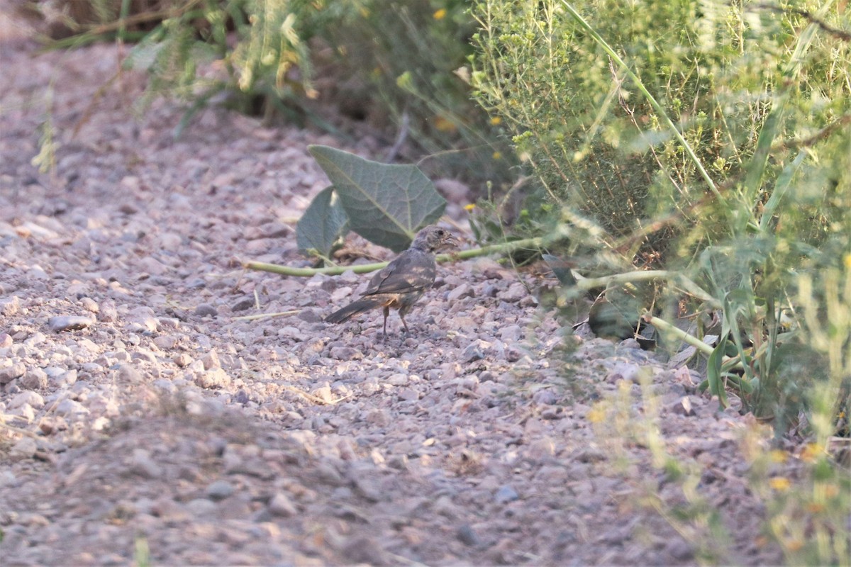 Canyon Towhee - Alex Sundvall