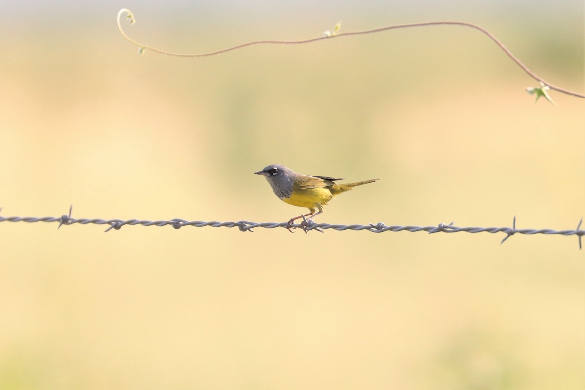 MacGillivray's Warbler - ML263935201