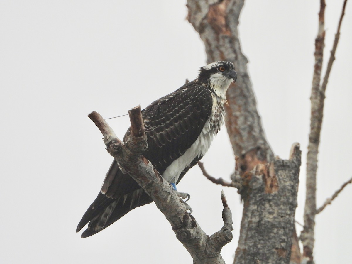 Osprey - Tom Zavitz