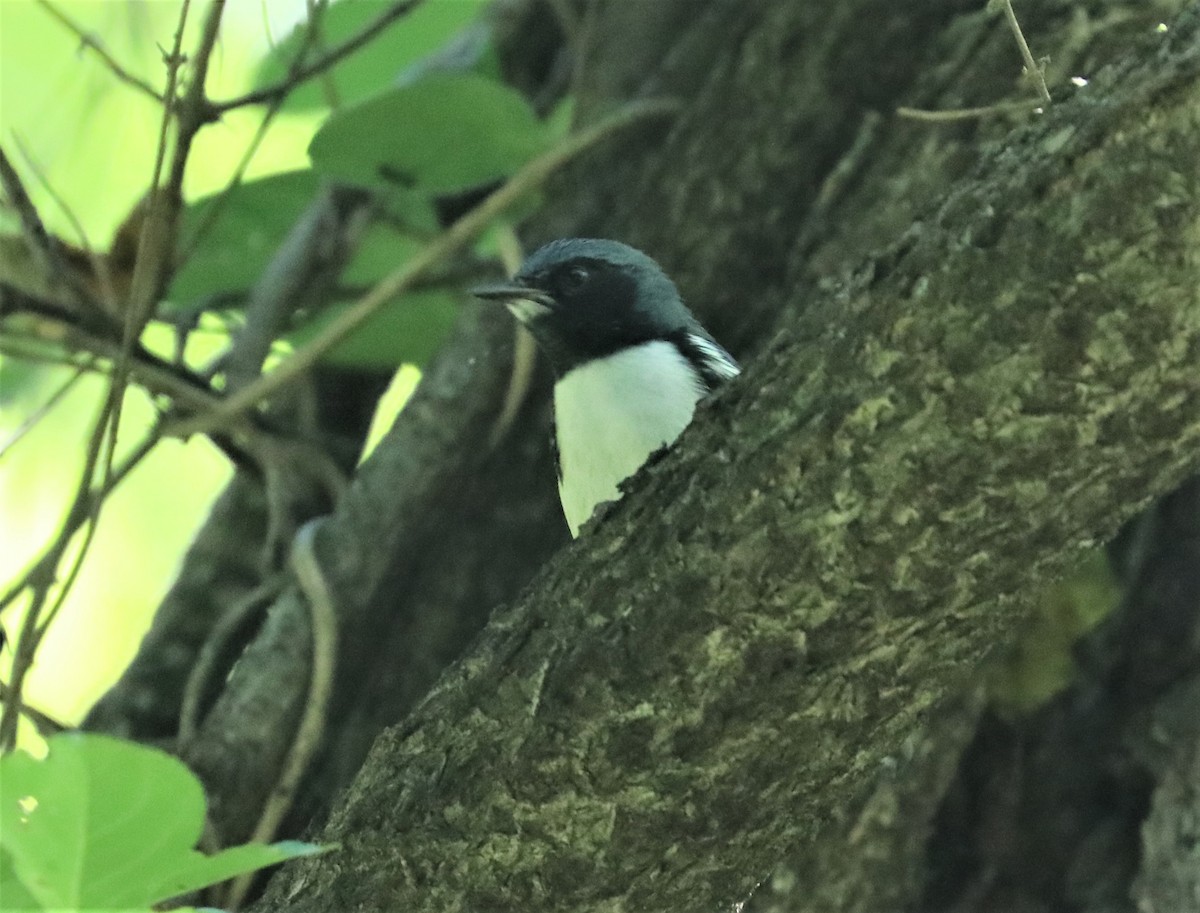 Black-throated Blue Warbler - ML263938051