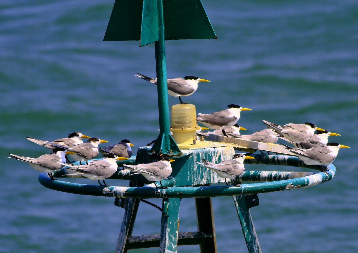 Great Crested Tern - ML26393861