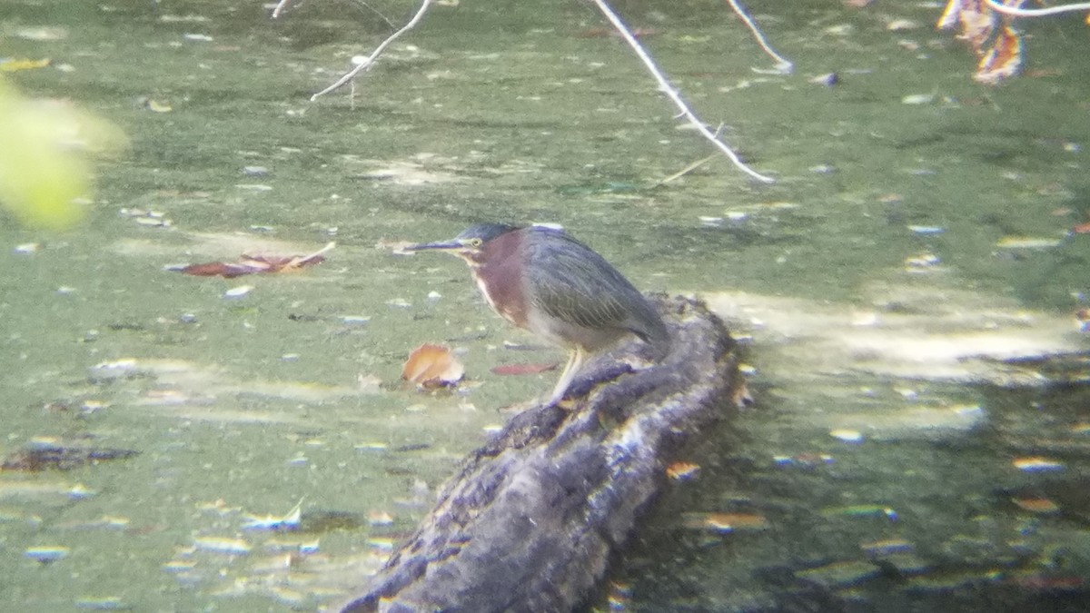 Чапля зелена - ML263940151