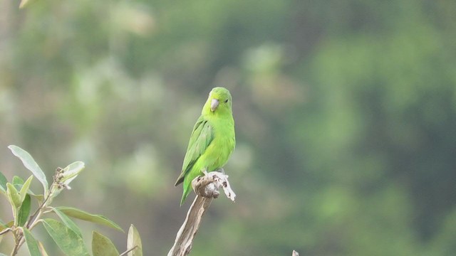 Blauflügel-Sperlingspapagei - ML263941061