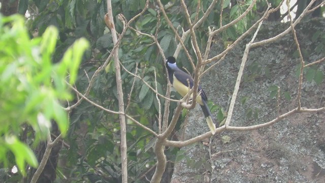 plysjskrike - ML263941611