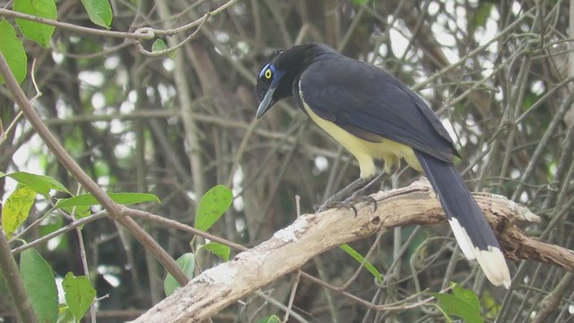 plysjskrike - ML263941631