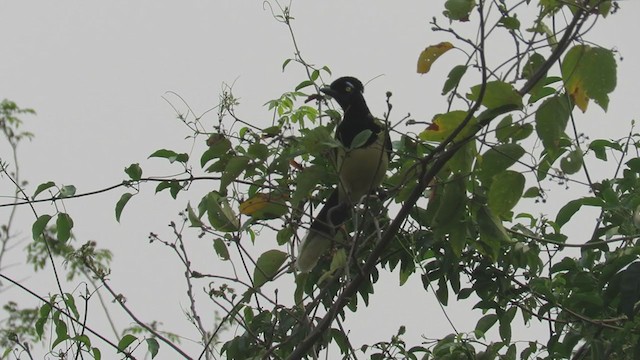 plysjskrike - ML263941651