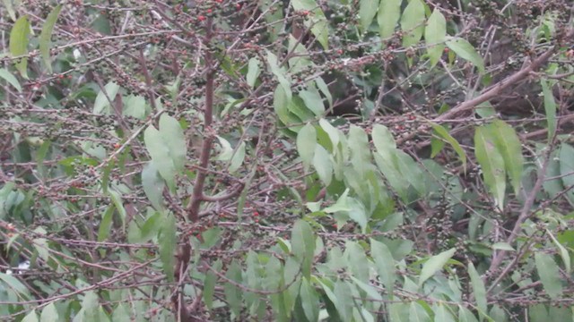 Vireo Chiví (chivi/diversus) - ML263941691