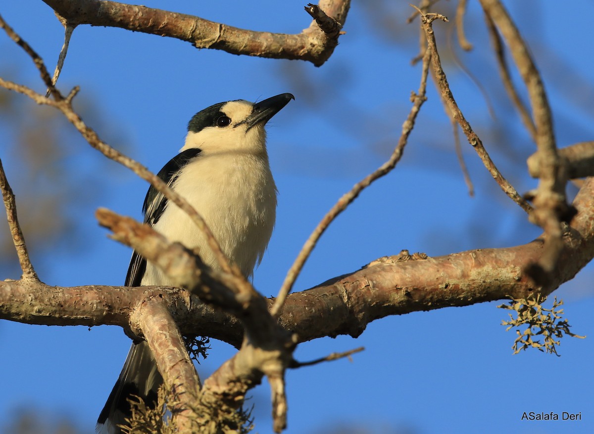 Hook-billed Vanga (Black-crowned) - ML263942921