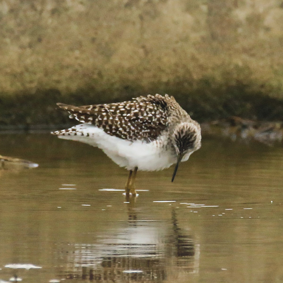 Wood Sandpiper - poshien chien