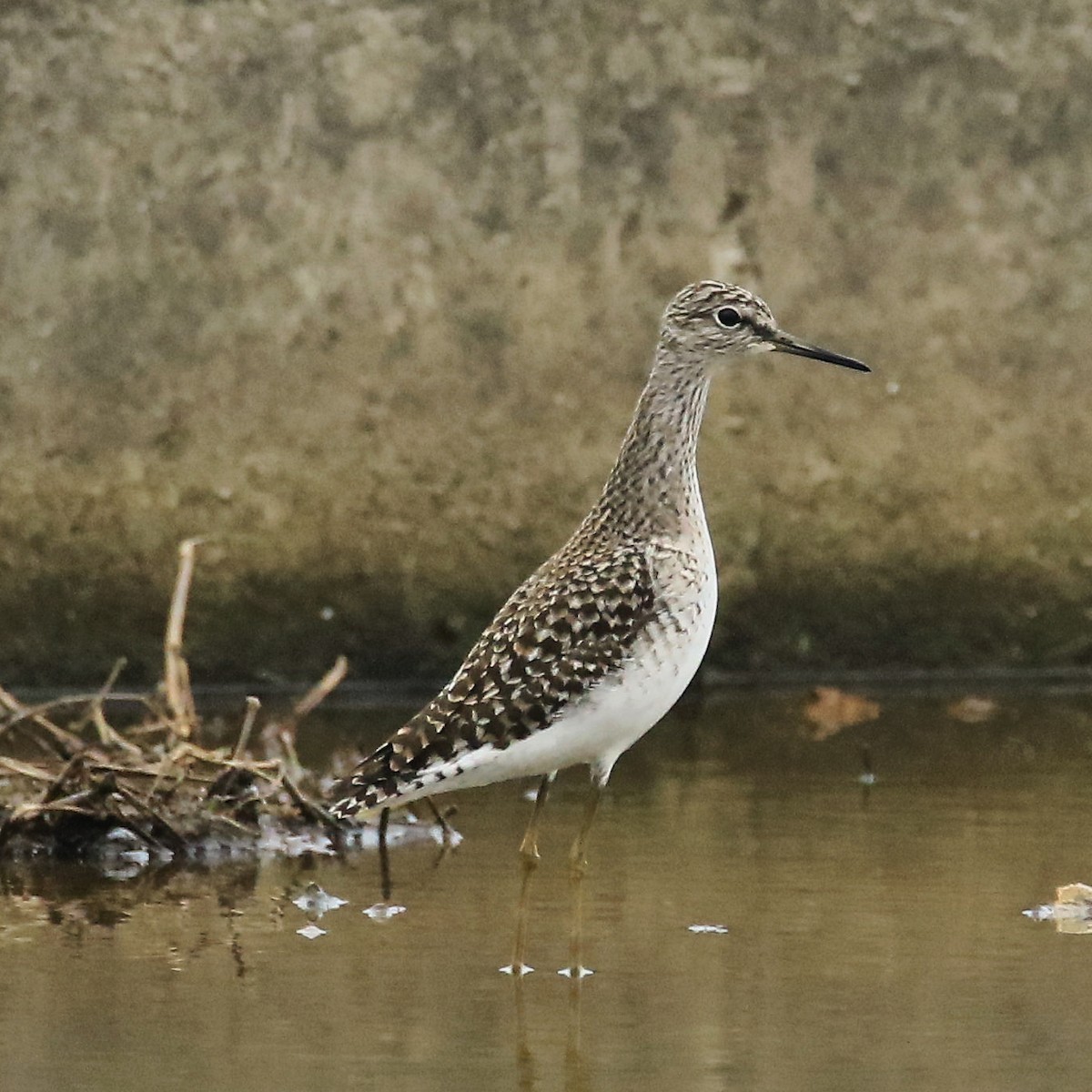 Wood Sandpiper - poshien chien