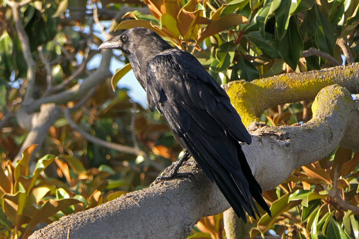 Common Raven - ML263943391