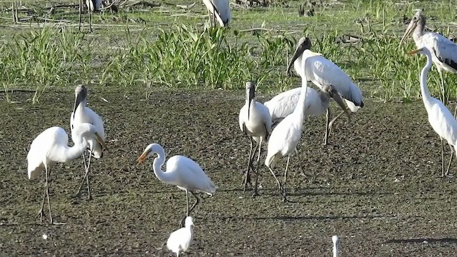 Wood Stork - ML263943621