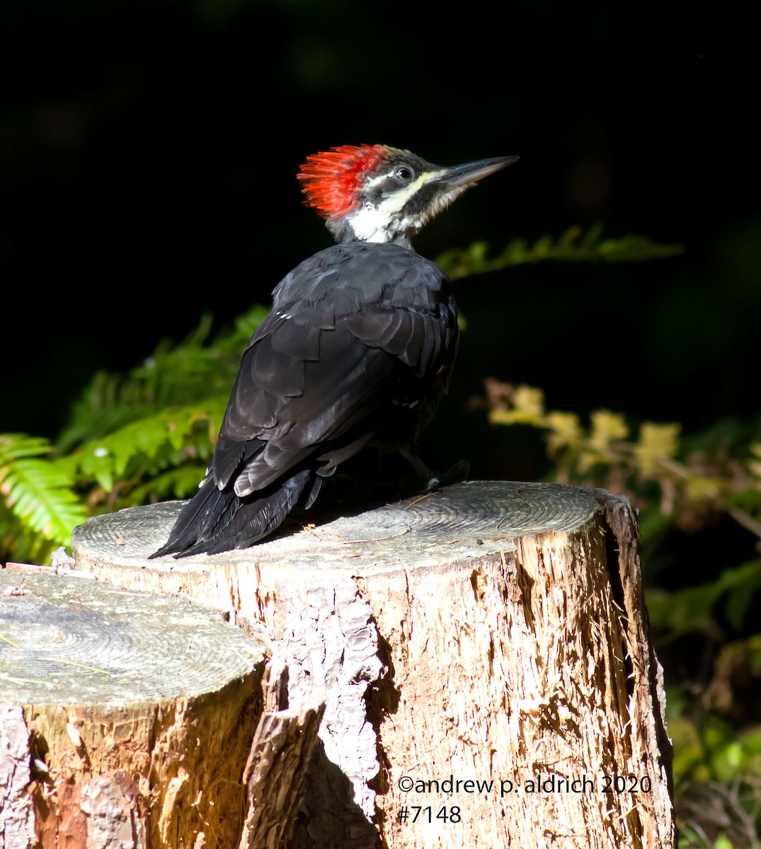 Pileated Woodpecker - ML263943821