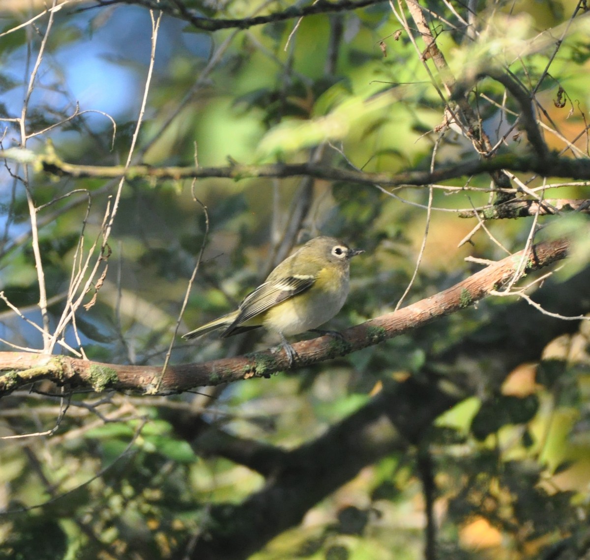 Vireo Solitario - ML263944081