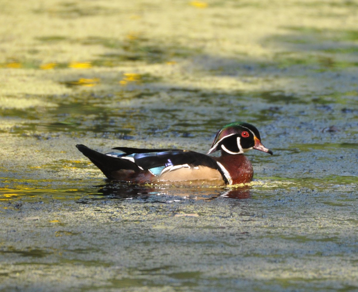 Wood Duck - ML263944151