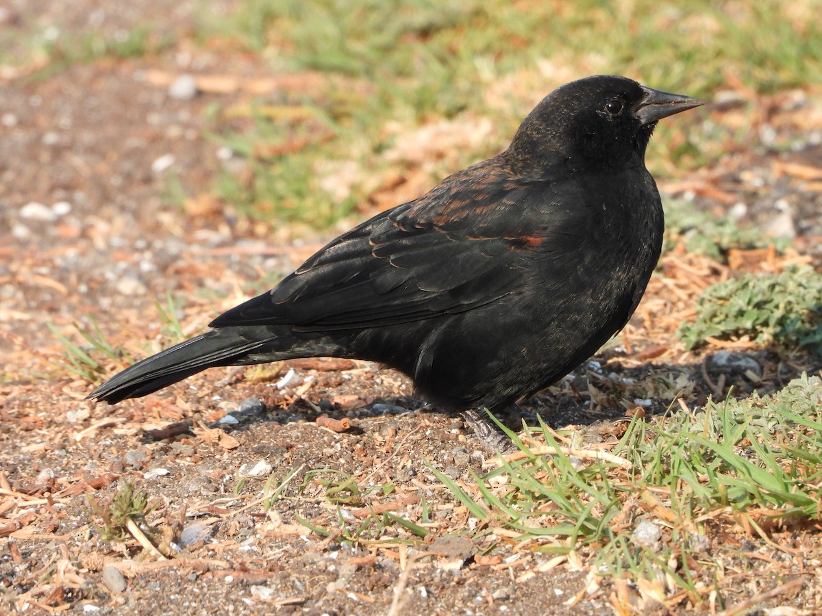 Red-winged Blackbird - ML263944211