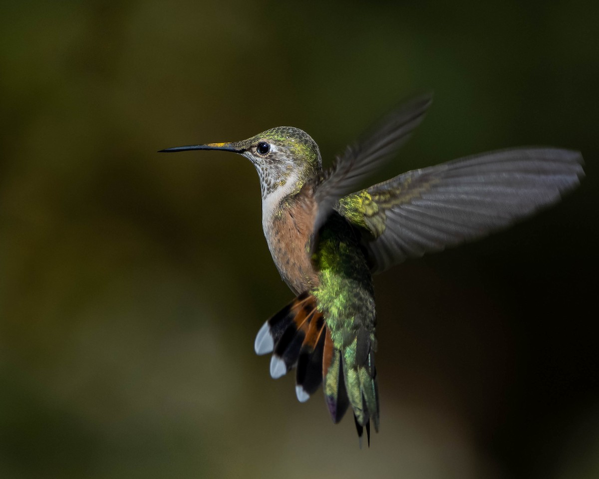 Geniş Kuyruklu Kolibri - ML263945391