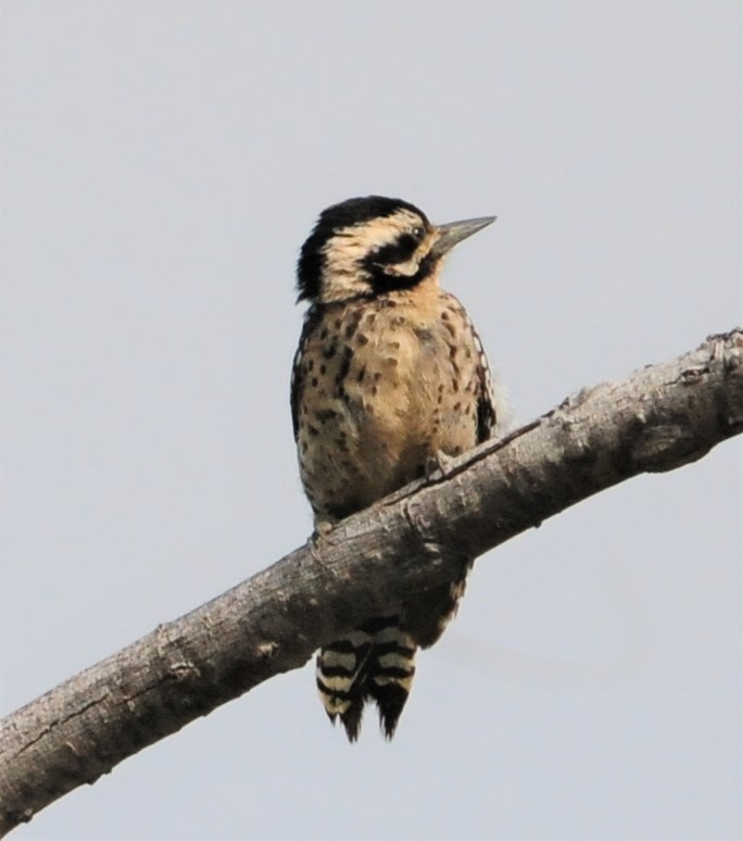 Ladder-backed Woodpecker - ML263945751