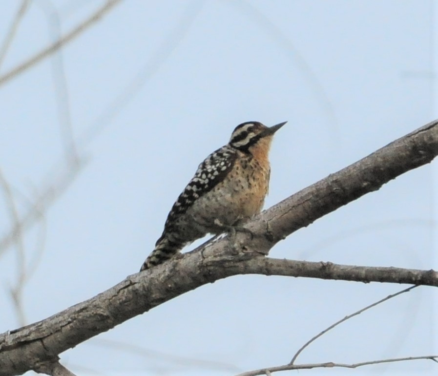 Ladder-backed Woodpecker - ML263945761