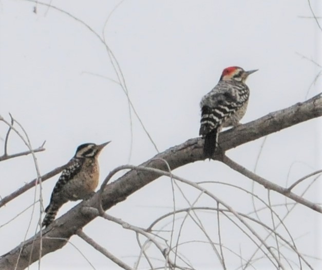 Ladder-backed Woodpecker - ML263945771