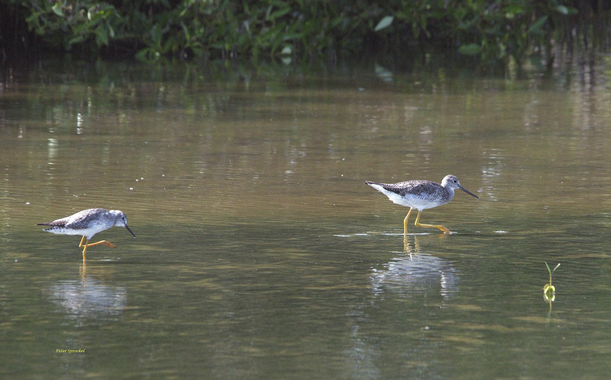 Greater Yellowlegs - ML263946651