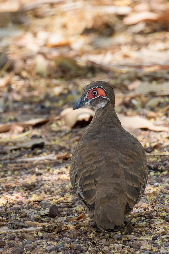 Partridge Pigeon - Sharon Kennedy