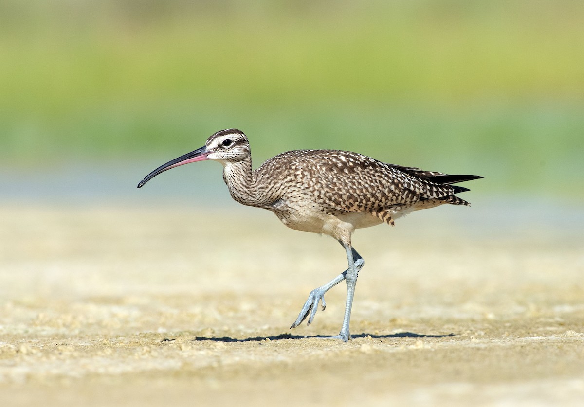 Whimbrel - Denny Swaby