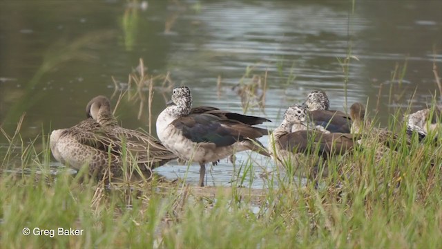 Knob-billed Duck - ML263949131