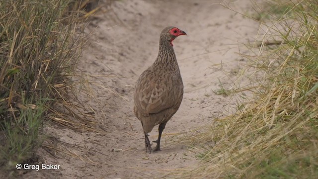 Francolin de Swainson - ML263949171