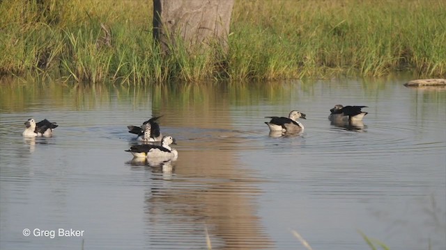 Knob-billed Duck - ML263949261