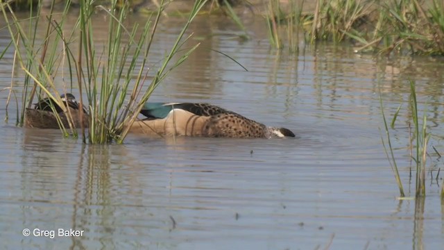 Blue-billed Teal - ML263949281