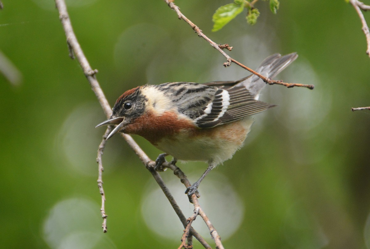 Bay-breasted Warbler - "Chia" Cory Chiappone ⚡️