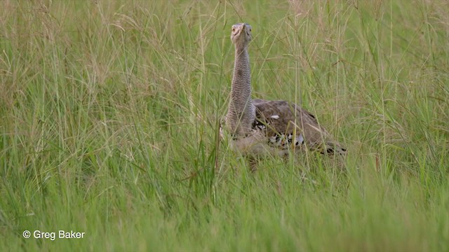 Kori Bustard - ML263949981